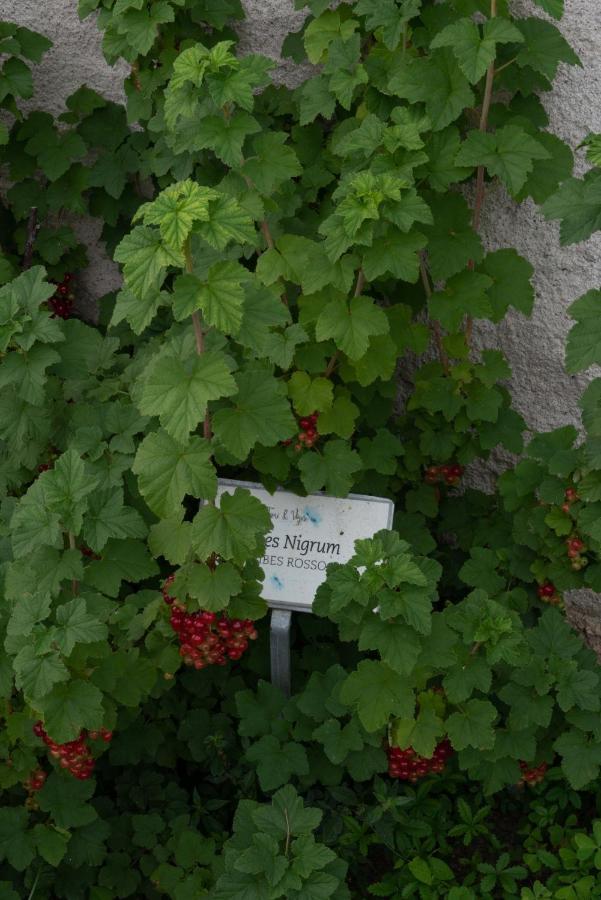 Fiori&Vigne Di Cecilia Marcon Villa Farra di Soligo Eksteriør bilde